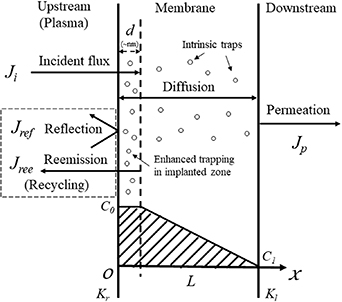 Schematic diagram of hydrogen isotope PDP through a wall membrane. The parameters are defined in the text.