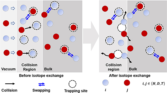 Schematics of hydrogen isotope exchange behavior involving collision and swapping effects.