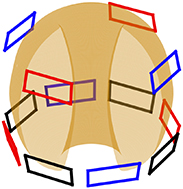 3D scheme of the RMP layout in MAST-U, with 4 coils in the upper row and 8 coils in the lower row.