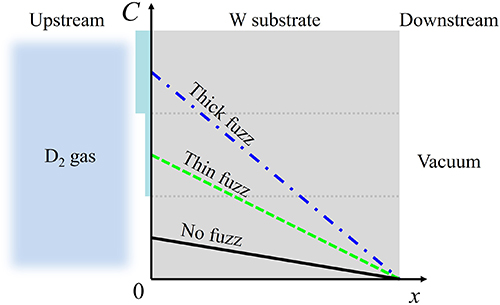 Steady-state deuterium concentration distribution.